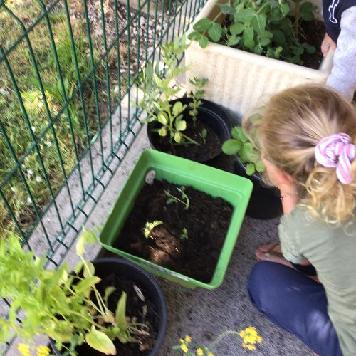 experience-potager-ecole Petite filee qui fait son potager à l'ecole